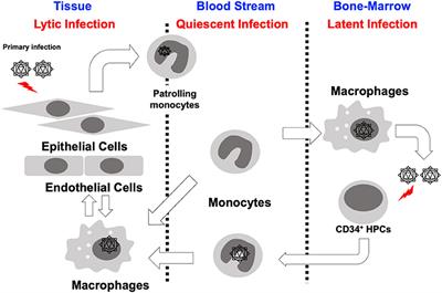 The Differentiation of Human Cytomegalovirus Infected-Monocytes Is Required for Viral Replication